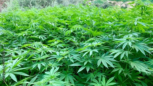 Lush cannabis field with vibrant green plants, showcasing healthy growth in a natural setting. Ideal for topics on agriculture, herbal medicine, and sustainable farming. photo