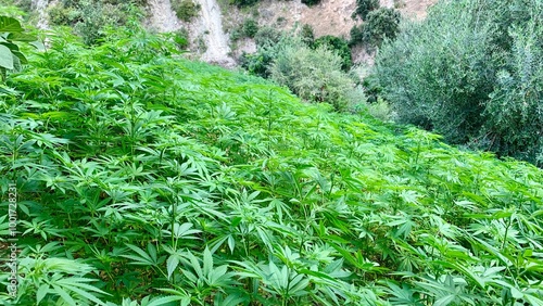 Vibrant green cannabis plants growing on a hillside in a natural outdoor setting, surrounded by lush vegetation, creating a dense field of marijuana in a rural landscape. photo