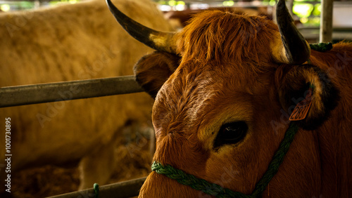 portrait of a cow in a farm photo