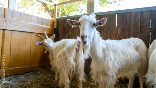 white goat on the farm  photo