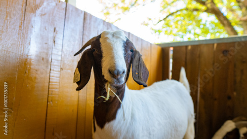 goat in the farm with wooden walls in the background  photo