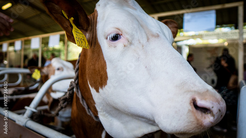 brown and white cow on farm