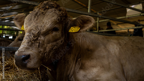 a gray cow in the farm
