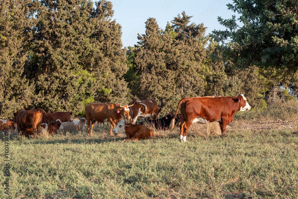 Naklejka premium cows grazing in a field