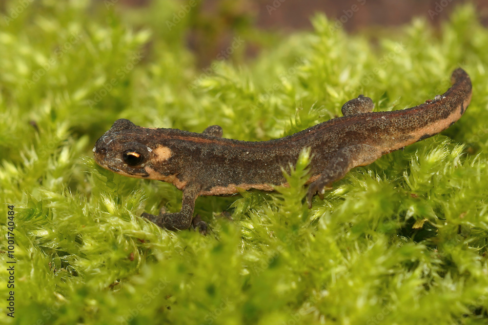 Closeup on a juvenile of the northern banded newt, Ommatotriton ophryticus, sitting on green moss Closeup on a juvenile of the northern banded newt, Ommatotriton ophryticus, sitting on green moss