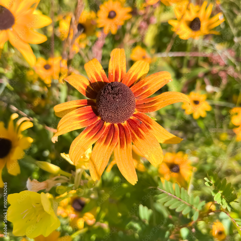 Obraz premium Orange and red Black-eyed Susan flower