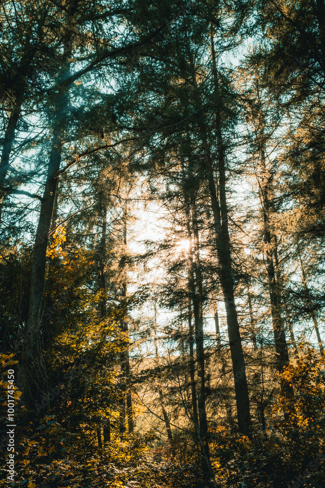 Obraz premium light in the forrest