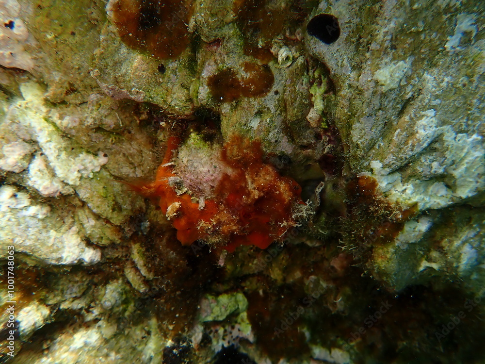 Fototapeta premium Bivalve mollusc Thorny oyster (Spondylus gaederopus) undersea, Aegean Sea, Greece, Skiathos island, Vasilias beach