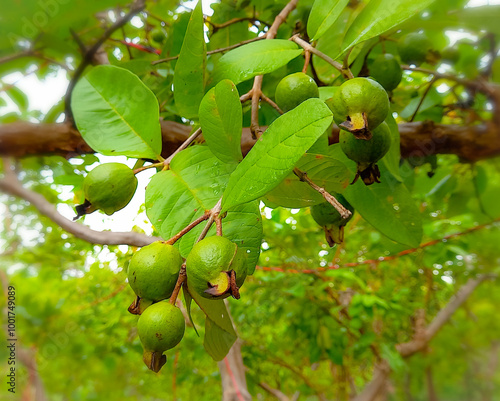 A close-up picture of green guava fruit growing on the farm. photo