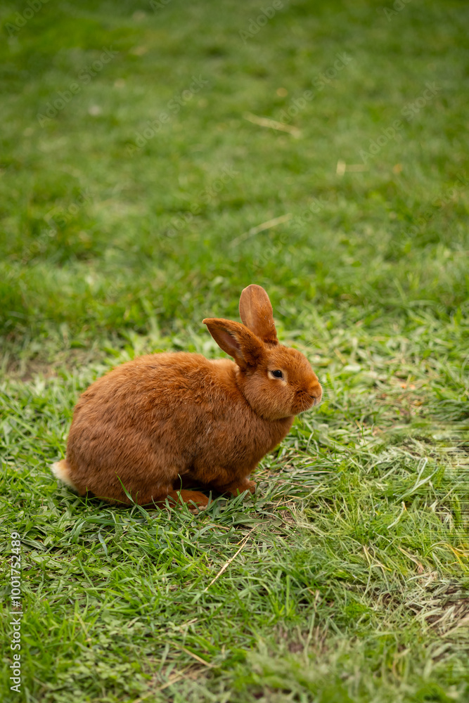Cute brown rabbit sitting on green grass in the park on a sunny day. Concept of wildlife, nature, and adorable animal portrait photography Cute brown rabbit sitting on green grass in the park on a sunny day. Concept of wildlife, nature, and adorable animal portrait photography