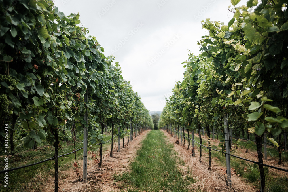 rows of grapes rows of grapes
