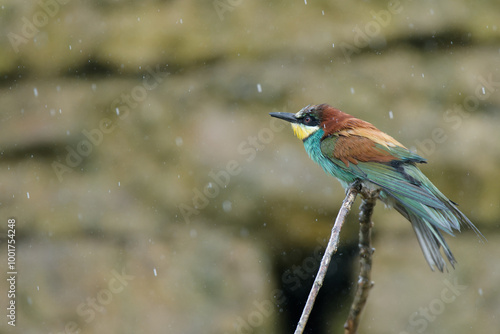 guêpier sous la pluie