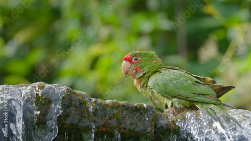 amazone a front rouge qui se baigne