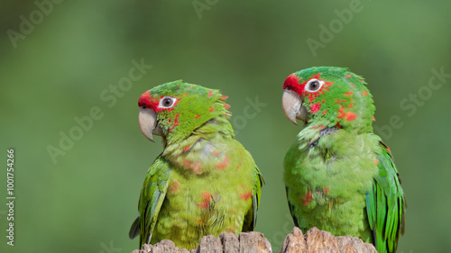 couple d'amazone portrait