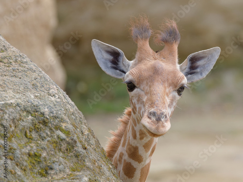 portrait d'une jeune girafe