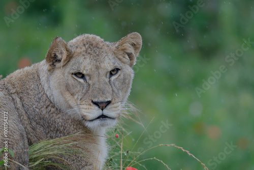 lionne sous la pluie