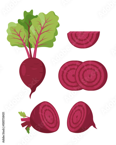 Whole and cut Beet vegetables. Beets with leaves and slices. Farm beet plant icons. Organic garden vegetarian food. Vector illustration isolated on white background.