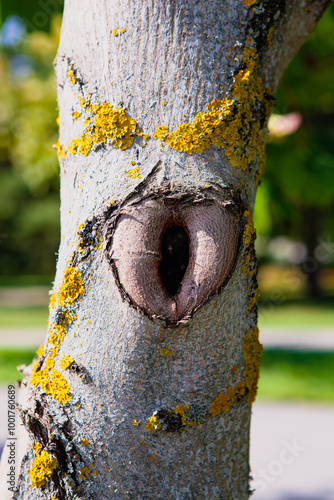 Unique tree trunk with a heart-shaped opening and vibrant lichen in a sunny park photo