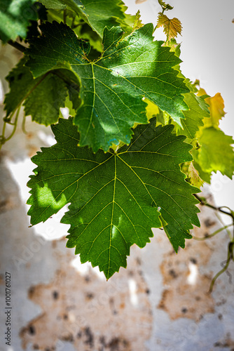 Small vine leaf in spring photo