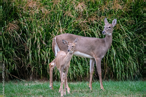 Deer In the Forest 