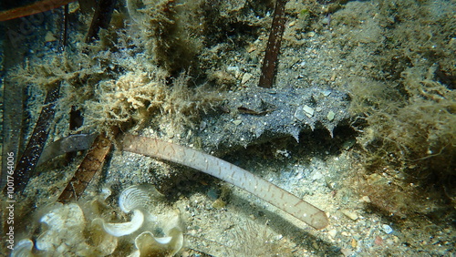 Sea cucumber cotton-spinner or tubular sea cucumber Holothuria (Holothuria) tubulosa on sea bottom, Aegean Sea, Greece, Skiathos island, Vasilias beach photo