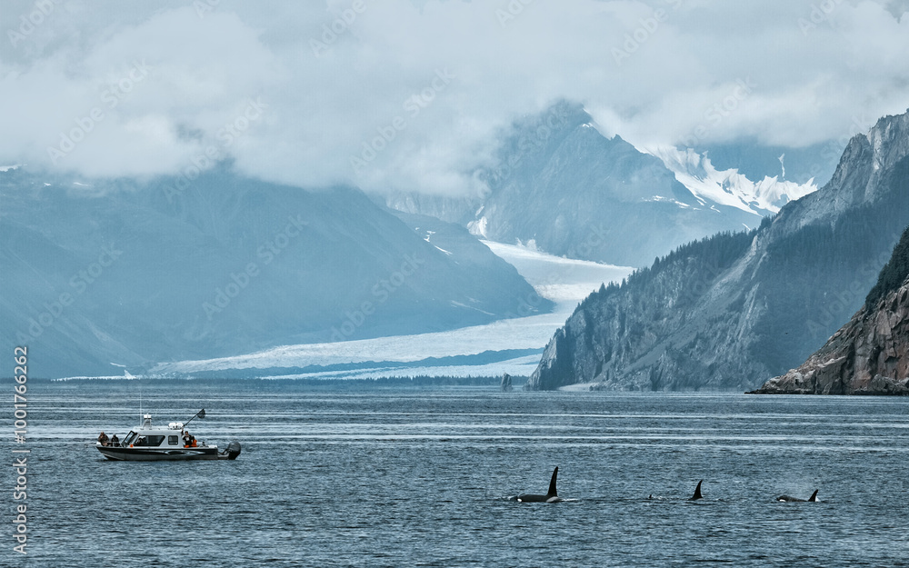 Alaska, Southeast Alaska, Orca whale, small ship cruises. Orcas (Orcinusorca) swimming near surface Alaska, Southeast Alaska, Orca whale, small ship cruises. Orcas (Orcinusorca) swimming near surface