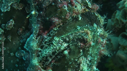 Close-up of a toadfish’s mouth opening and closing, inhaling and expelling water as it extracts oxygen. Check my gallery for similar frog fish footage. photo