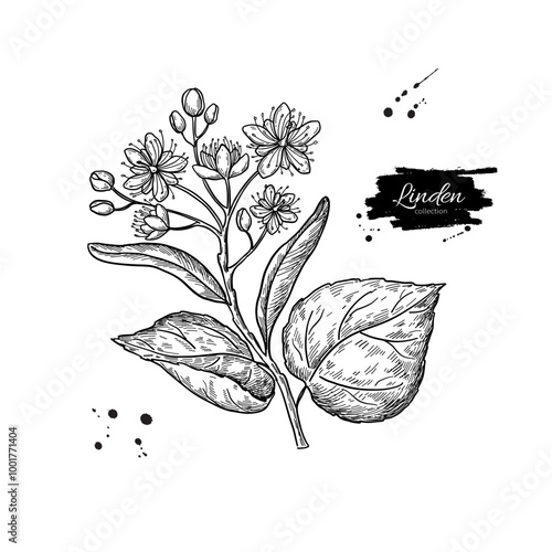 Linden branch drawing. Vector lime tree flower