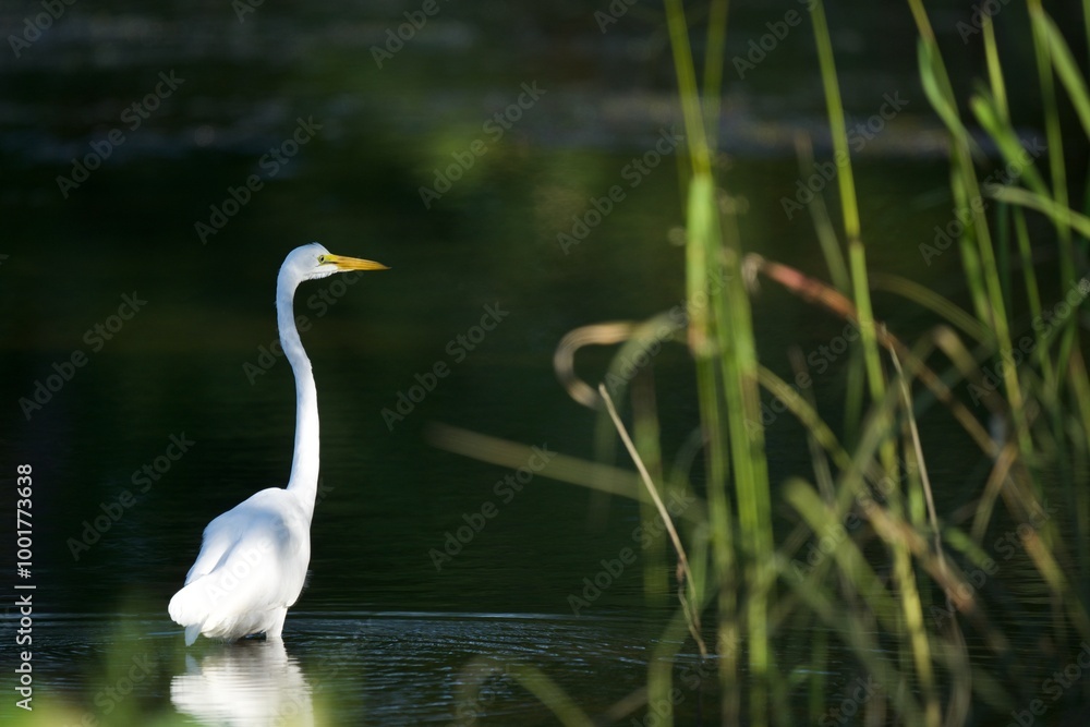 Obraz premium Two beautiful white egrets on a still pond