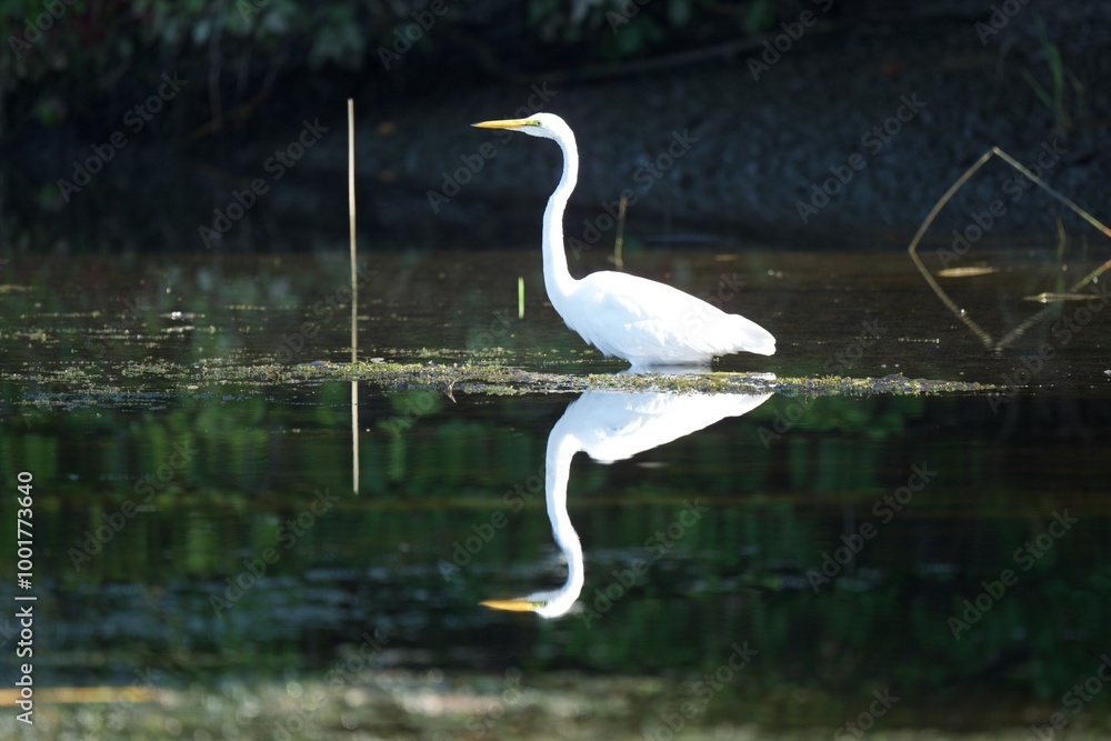 Obraz premium Beautiful white egrets on a still pond