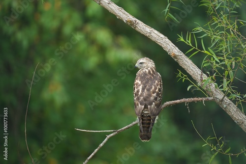 red-shouldered hawk in tree