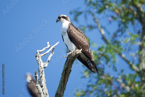 Osprey