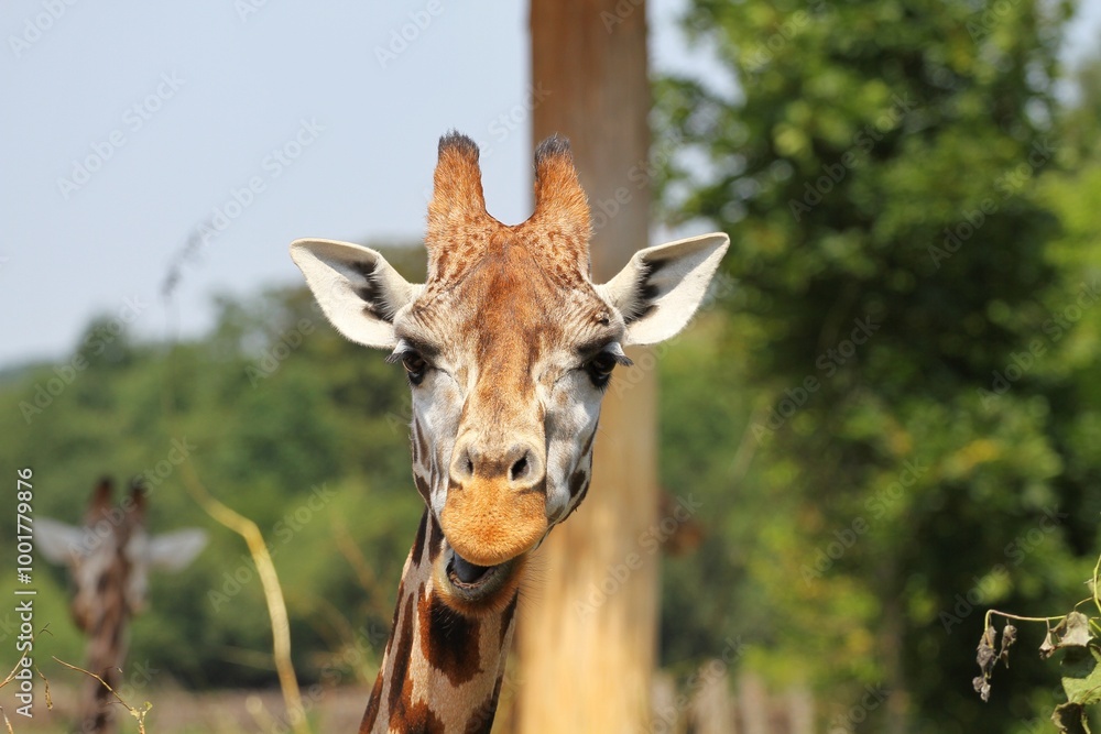 Obraz premium giraffe in the zoo