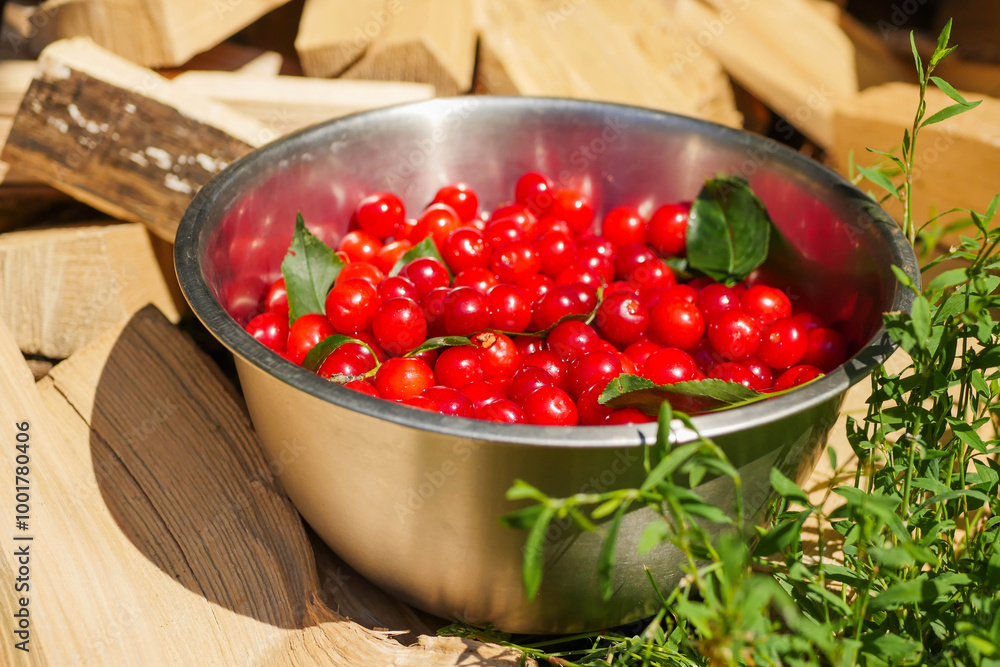 Ripe fresh cherry harvested from a tree in stainless steel bucket on fire wood. Fine high quality organic product with rich color ready for consumption. Summer time vibe and mood. Country life Ripe fresh cherry harvested from a tree in stainless steel bucket on fire wood. Fine high quality organic product with rich color ready for consumption. Summer time vibe and mood. Country life