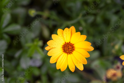 Beautiful yellow flower of Dimorphotheca sinuata or African daisy in summer, close up