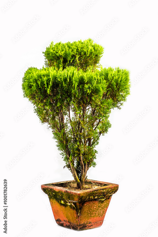 tree in pot on white background,bonsai tree with twisted branches and vibrant green leaves isolated on a white background tree in pot on white background,bonsai tree with twisted branches and vibrant green leaves isolated on a white background
