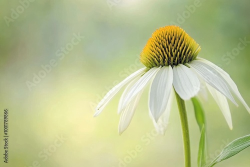 Washington State, USA. Fawn lily (Erythronium oregonum) flowers close-up photo