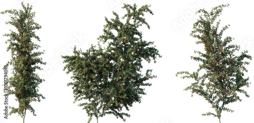 Schilderij op canvas Set of Pyracantha coccinea (Scarlet firethorn) frontal isolated png on a transpa