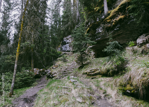 view of a hill with rocky ground with moss and pine trees untouched in the woods in summer