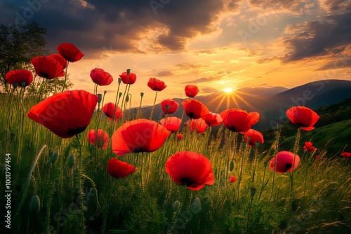 Peak District National Park, Baslow, Derbyshire, backlit field of red poppies at sunrise photo