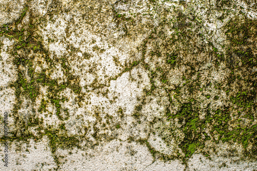 Detailed close-up of moss and lichen thriving on a weathered wall, floor, and rock, revealing natural textures with earthy green tones. Ideal for nature, organic growth, texture, and environmental photo