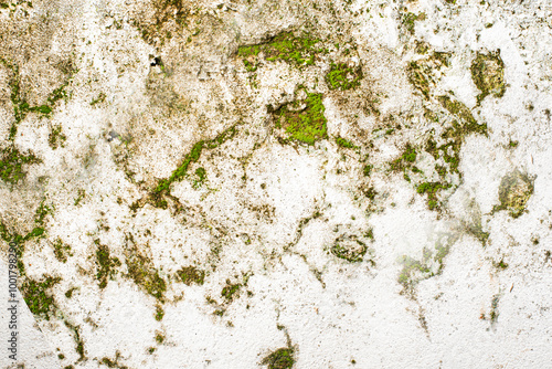 Detailed close-up of moss and lichen thriving on a weathered wall, floor, and rock, revealing natural textures with earthy green tones. Ideal for nature, organic growth, texture, and environmental photo