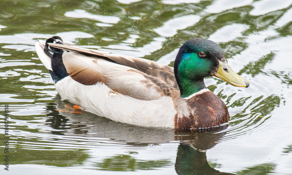 Mallard Duck in a park in Denmark Mallard Duck in a park in Denmark