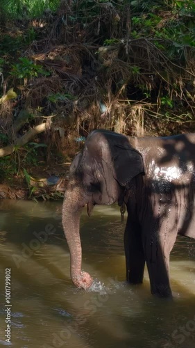 Elephant swims in river in jungle. Action. Baby elephant sprays himself with water with trunk in river. Baby elephant swims alone among tropical jungle with river