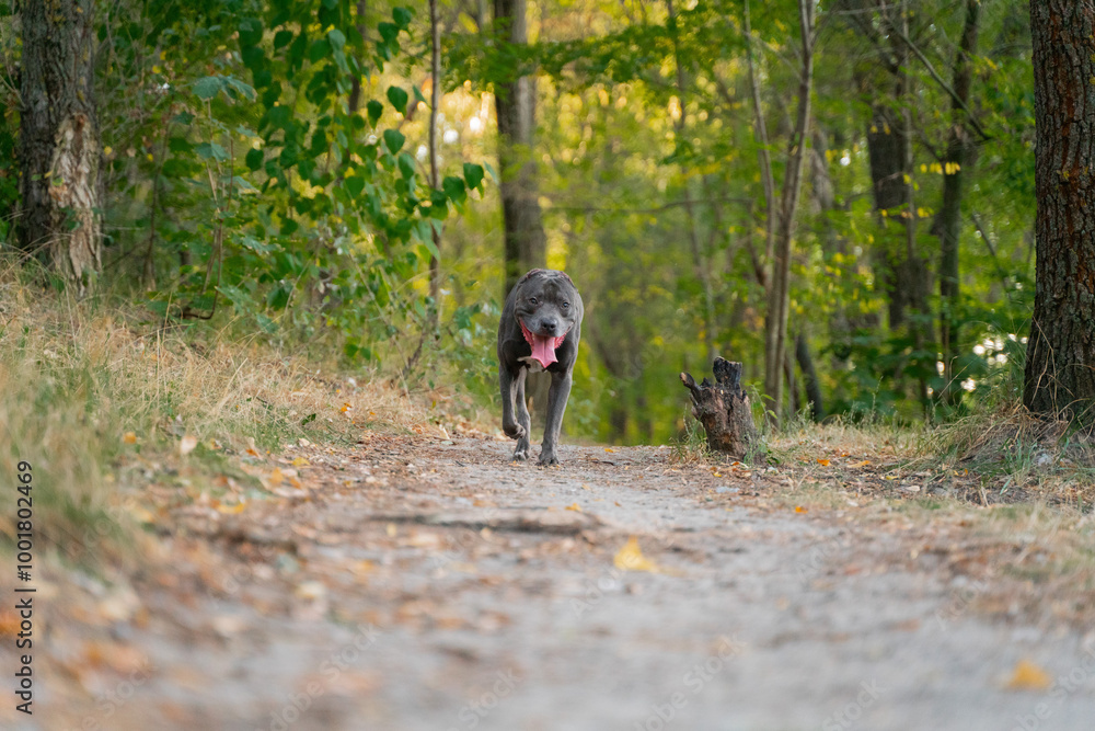 Portrait of grey dog pitbull. Gray american pitbull terrier outside in park Portrait of grey dog pitbull. Gray american pitbull terrier outside in park