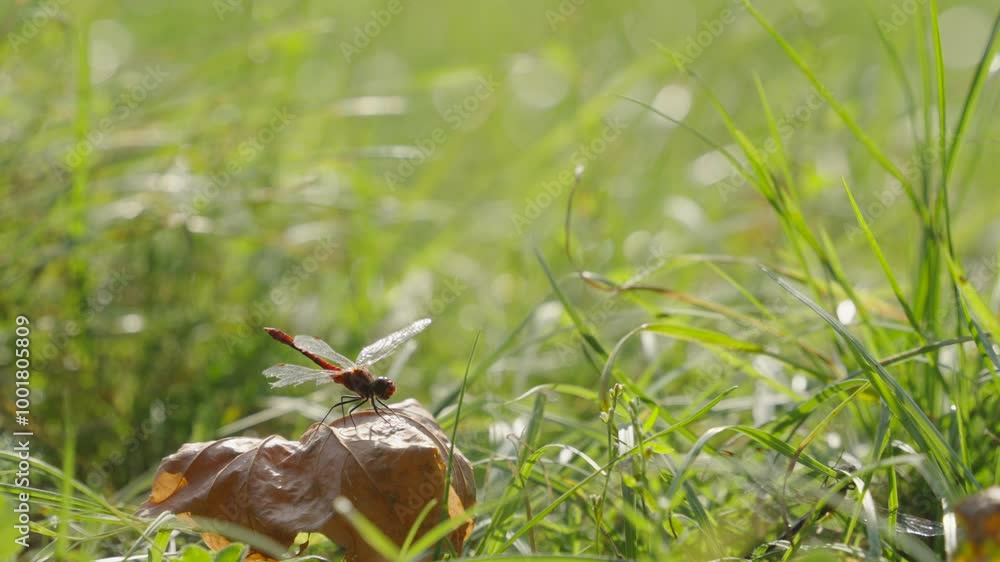Dragonfly taking off from yellow leaf, slow motion Dragonfly taking off from yellow leaf, slow motion