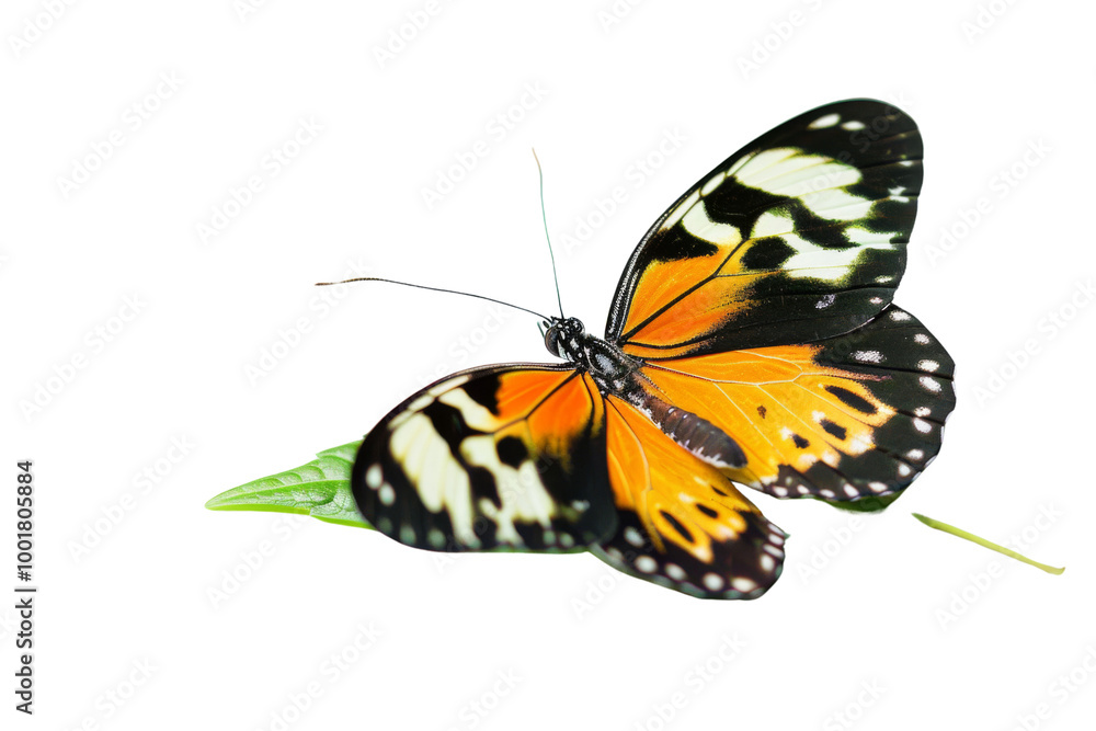 Obraz premium Transparent Butterfly on Leaf, Nature Beauty with Delicate Wings