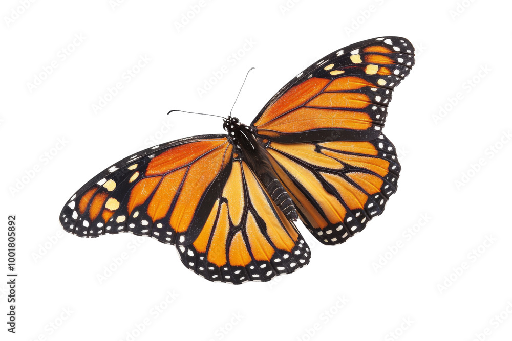 Transparent Monarch Butterfly Wings: A Study in Nature's Patterns Transparent Monarch Butterfly Wings: A Study in Nature's Patterns