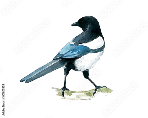 A beautiful magpie sits with its back turned on a branch, watercolor drawing on a white background.