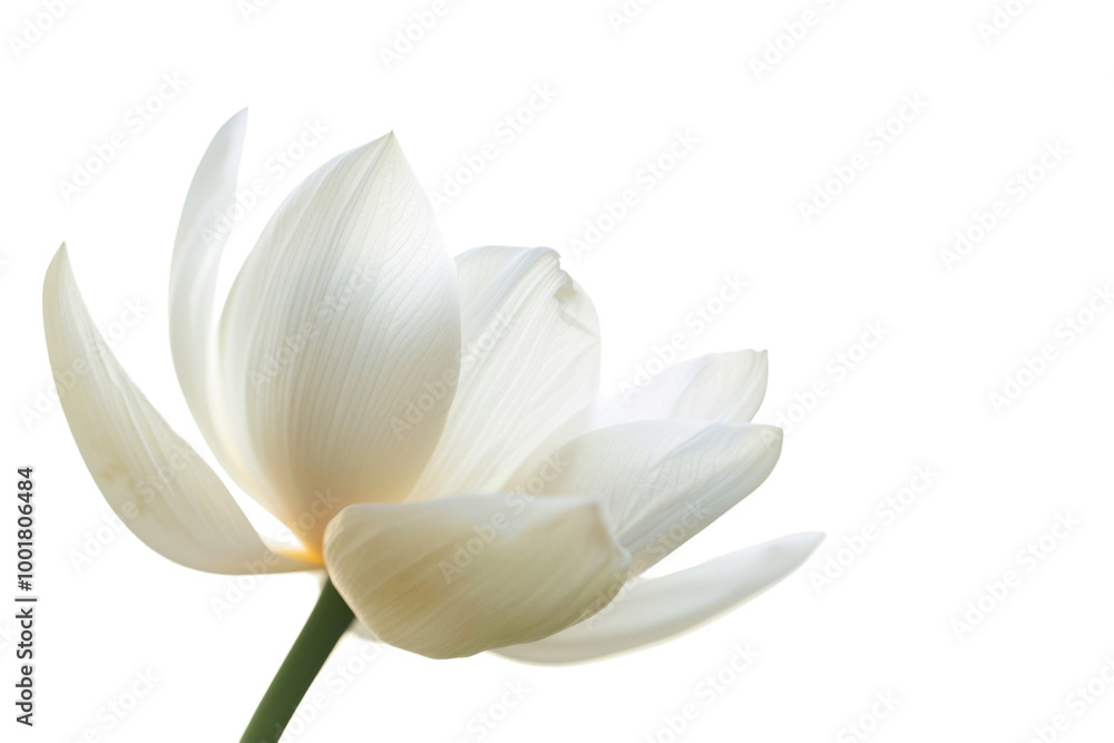Fototapeta premium Transparent White Lotus Flower: A Symbol of Purity and Enlightenment